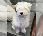 Small #6 Maltipoo