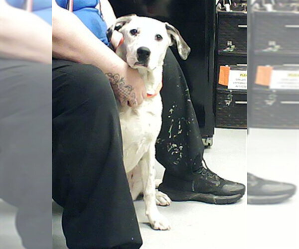 Medium Photo #1 Dalmatian-Unknown Mix Puppy For Sale in Fayetteville, NC, USA