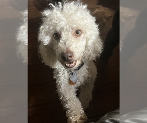 Poodle (Miniature) Dogs for adoption in SPRINGDALE, AR, USA