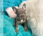 Small #5 French Bulldog