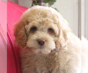 Miniature Labradoodle Puppy for sale in ELLWOOD CITY, PA, USA