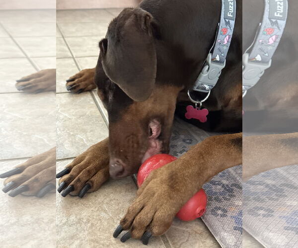 Medium Photo #8 Doberman Pinscher Puppy For Sale in Buffalo, MN, USA