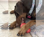 Small #7 Doberman Pinscher