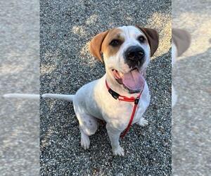 GEORGE - Male Chinese Shar-Pei-Unknown Mix Dog for Adoption