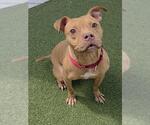 Small #2 American Staffordshire Terrier