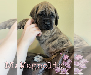 Mastiff Puppy for Sale in MIDDLETOWN, Delaware USA