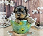 Small #6 Yorkshire Terrier