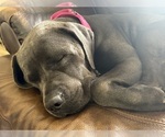 Small Photo #1 Cane Corso Puppy For Sale in FORT WAYNE, IN, USA