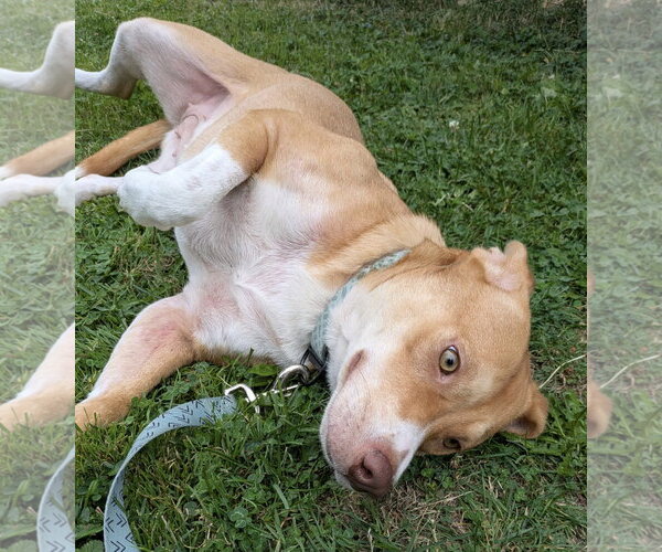 Medium Photo #3 Mutt Puppy For Sale in Rootstown, OH, USA
