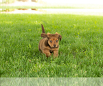 Small #6 Dachshund