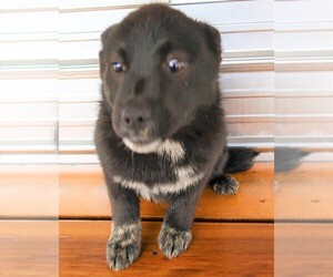 Australian Shepherd Puppy for sale in SOUTH BEND, IN, USA