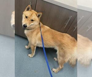 Shiba Inu-Unknown Mix Dogs for adoption in Baytown, TX, USA