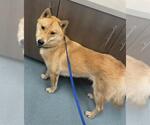 Small Shiba Inu Mix