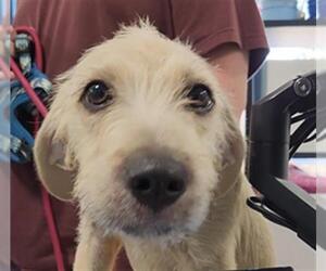 Airedale Terrier-Unknown Mix Dogs for adoption in Temple, TX, USA
