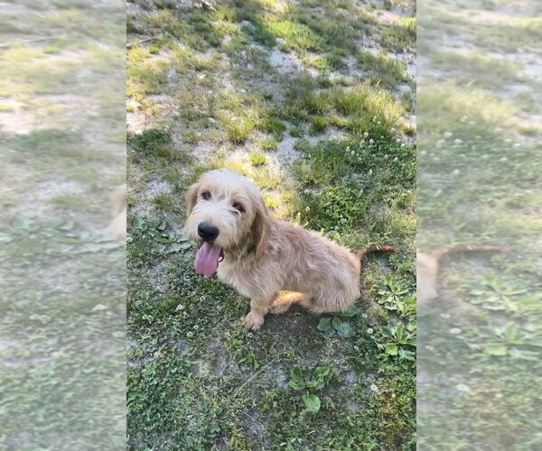 Medium Photo #4 Bassetoodle Puppy For Sale in Harrison, AR, USA