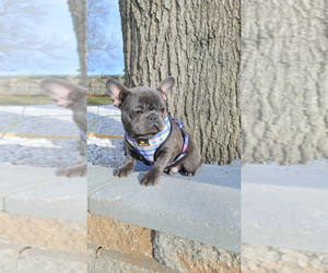 French Bulldog Puppy for sale in KANSAS CITY, MO, USA