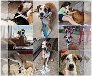 American Foxhound-Unknown Mix Dogs for adoption in San Antonio, TX, USA