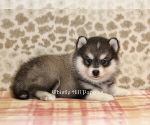 Pomsky Puppy for sale in DENVER, PA, USA