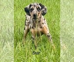 Puppy Star Catahoula Leopard Dog