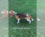Small Photo #1 Beagle Puppy For Sale in NATHALIE, VA, USA