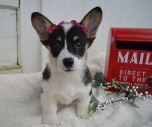 Pembroke Welsh Corgi Puppy for sale in HONEY BROOK, PA, USA