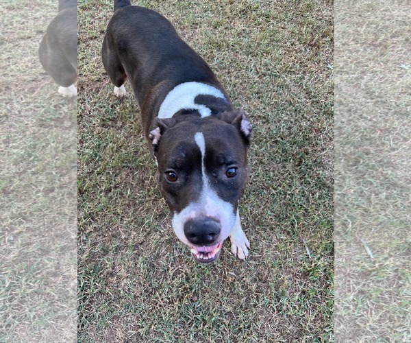 Medium Photo #3 American Pit Bull Terrier-American Staffordshire Terrier Mix Puppy For Sale in Atlanta, GA, USA