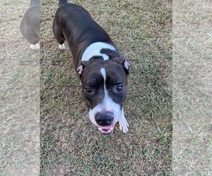 Duke - Male American Pit Bull Terrier-Border Collie Mix Dog for Adoption - Photo #3