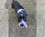 Small #2 American Pit Bull Terrier-American Staffordshire Terrier Mix