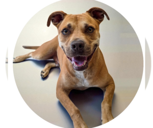 American Pit Bull Terrier-Unknown Mix Dogs for adoption in Rowlett, TX, USA