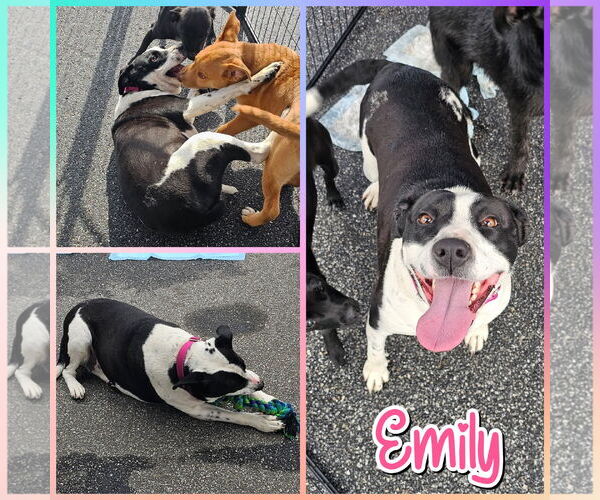 Medium Photo #1 American Pit Bull Terrier-American Staffordshire Terrier Mix Puppy For Sale in Blacksburg, SC, USA