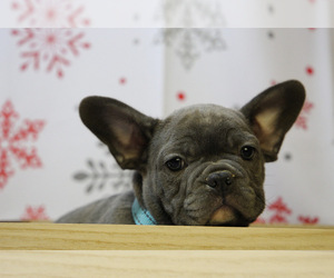 French Bulldog Puppy for sale in ERIAL, NJ, USA