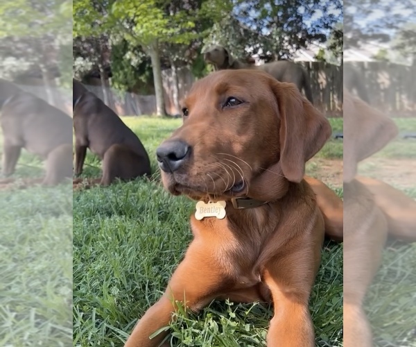 Medium Photo #1 Labrador Retriever Puppy For Sale in ELKTON, MD, USA