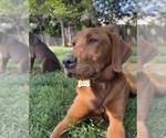 Small Photo #1 Labrador Retriever Puppy For Sale in ELKTON, MD, USA