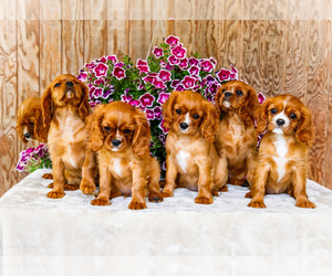 Cavalier King Charles Spaniel Puppy for Sale in WAKARUSA, Indiana USA