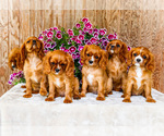 Small Cavalier King Charles Spaniel