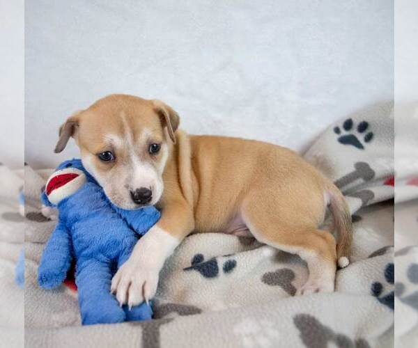 Medium Photo #4 Mutt Puppy For Sale in Kennesaw, GA, USA