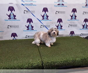 Lhasa Apso Dogs for adoption in Orlando, FL, USA