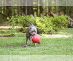 Small #12 Mutt