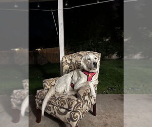 Great Pyrenees Dogs for adoption in Ogden, UT, USA