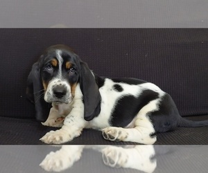 Basset Hound Puppy for sale in SAVANNAH, TN, USA