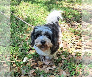Shih Tzu-Unknown Mix Dogs for adoption in Missouri City, TX, USA