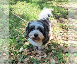 Small Shih Tzu Mix