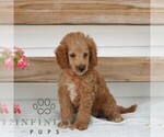 Small #2 Poodle (Miniature)