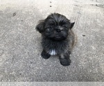 Puppy Puppy 1 Shih Tzu