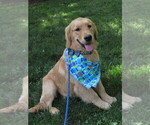 Small #27 Golden Retriever