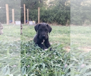 Great Dane Puppy for sale in FORESTBURG, TX, USA