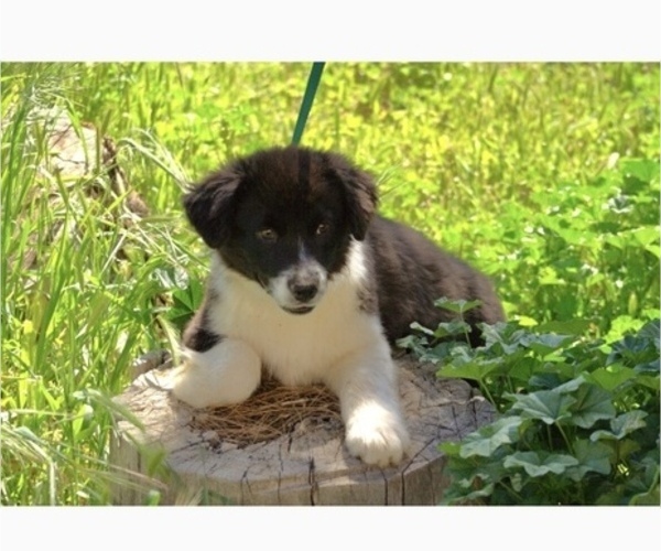 Medium Photo #3 Australian Shepherd Puppy For Sale in ACTON, CA, USA