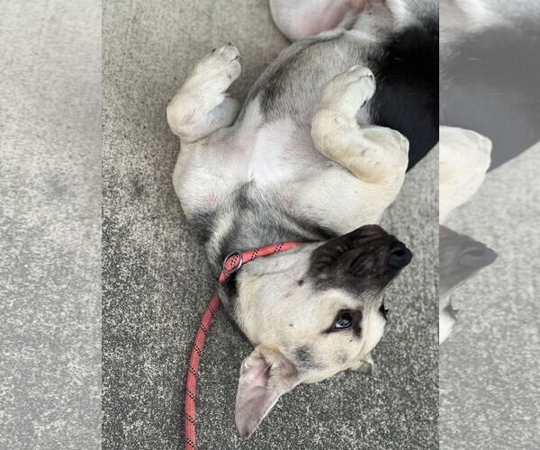 Medium Photo #13 Labrador Retriever-Unknown Mix Puppy For Sale in Dana Point, CA, USA