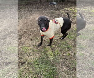 Feist Terrier-Unknown Mix Dogs for adoption in Jackson, MS, USA