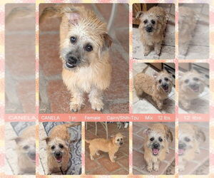 Cairn Terrier-Unknown Mix Dogs for adoption in Mesa, AZ, USA